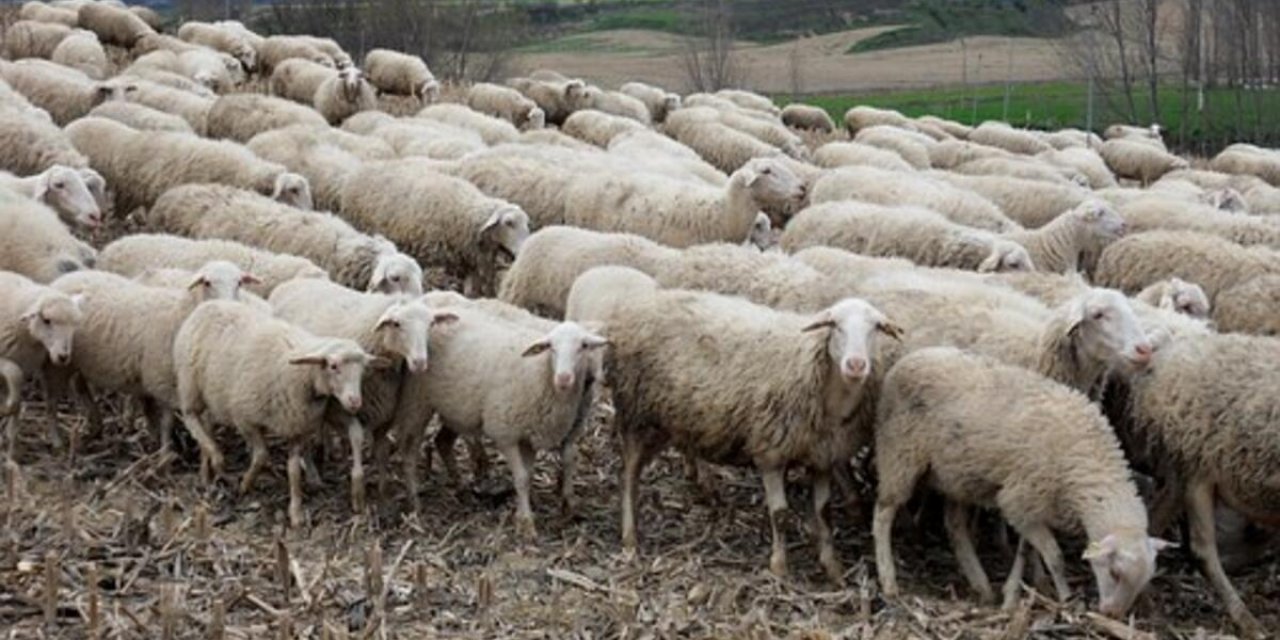 Konya'da üreticinin ağılındaki 140 koyun çalındı