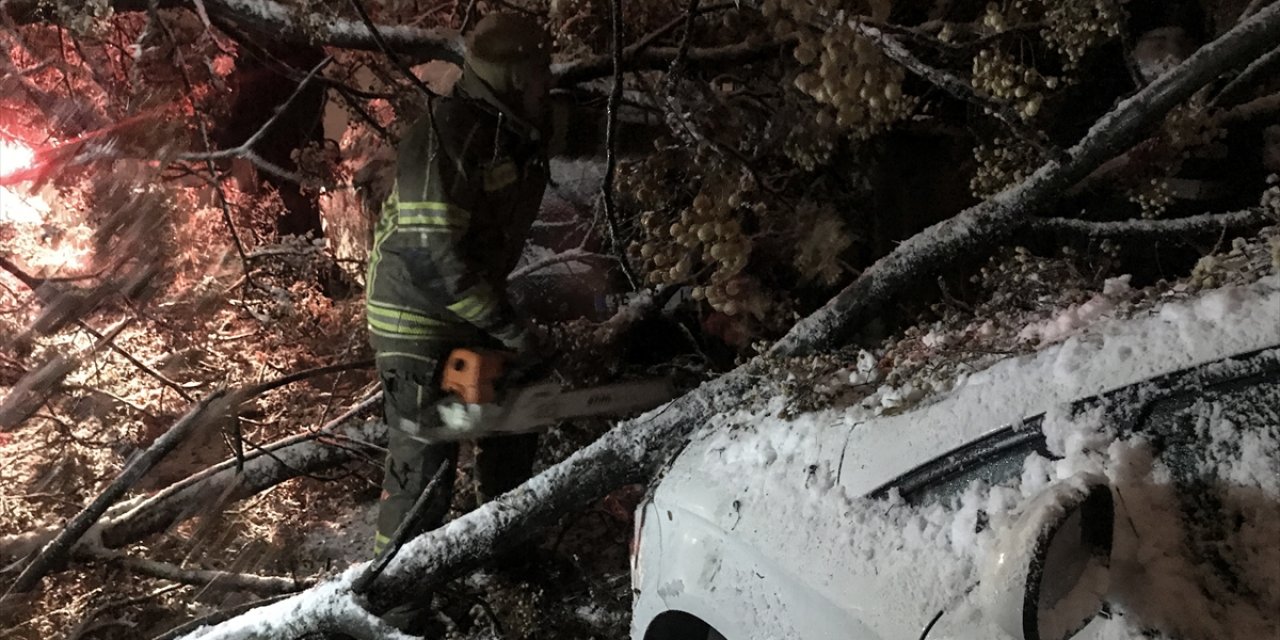 Kar yağışından devrilen ağaç iki otomobile zarar verdi
