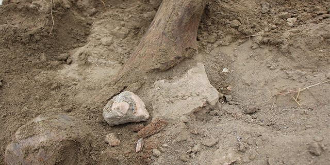 Su ararken buldular! 10 milyon yıl öncesine ait olabilir