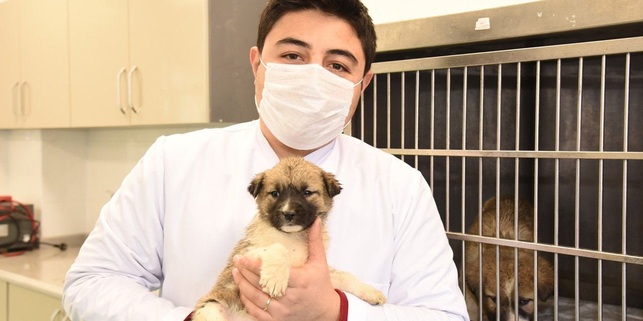 Selçuk Üniversitesi, soğuk havadan etkilenen yavru köpeklere sahip çıktı! Koruma altına alındılar