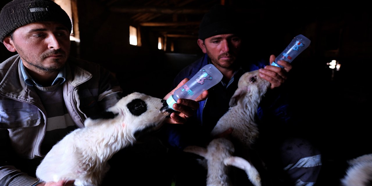 Konyalı 3 kardeşin çalınan 124 koyunu hala bulunamadı! Kuzuları biberonla besliyorlar