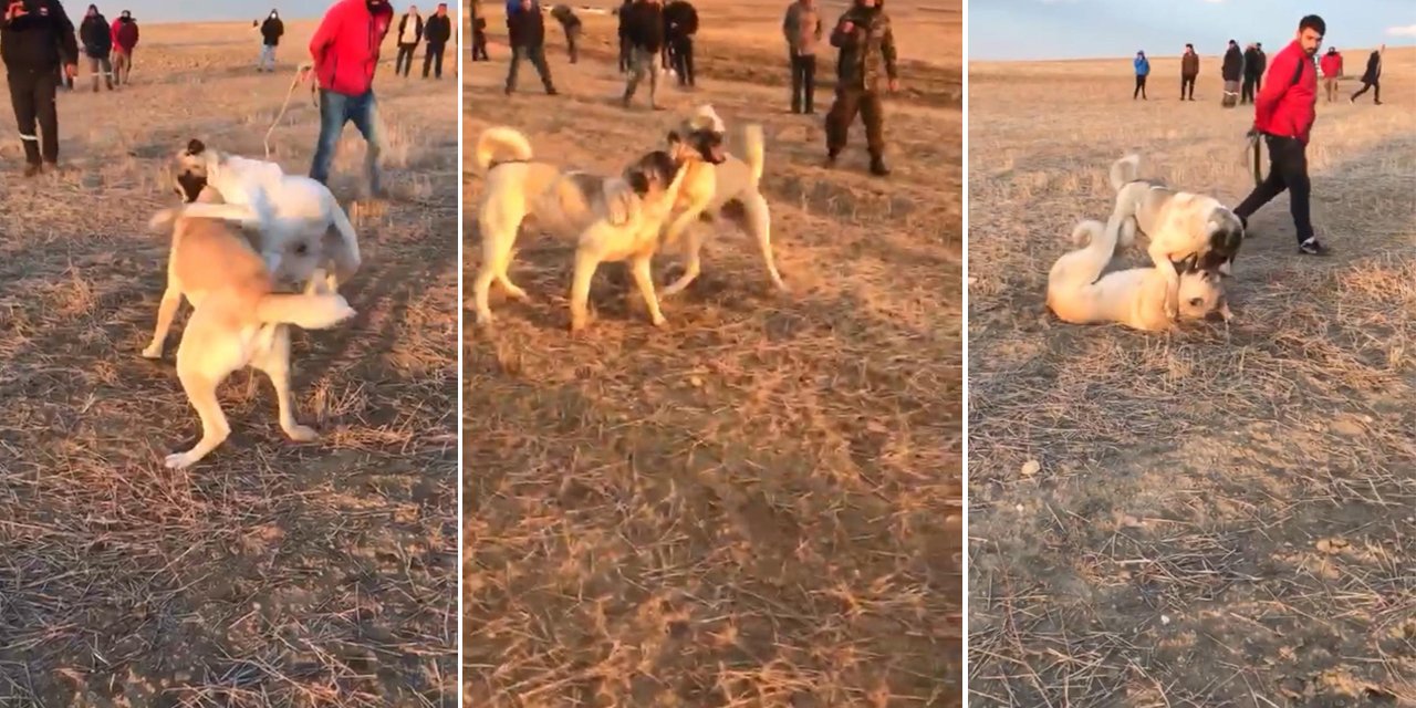 Konya’da köpek dövüştüren bir grup görüntüleri sosyal medyada paylaşınca jandarma ile tanıştı