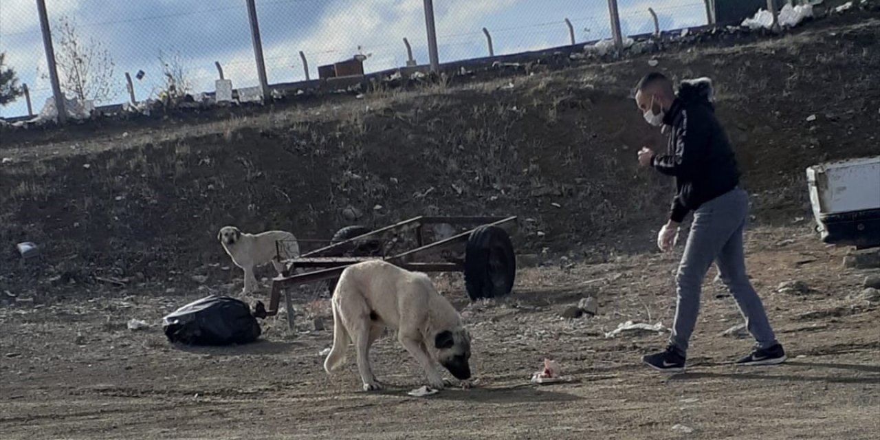 Konyalı üniversite öğrencisi sokak hayvanları için seferber oldu