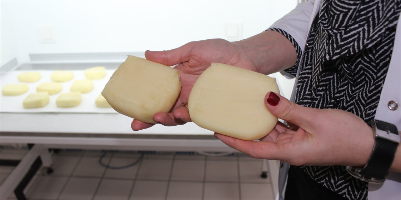 Kaşar peynirindeki küflenmeyi önleyecek proje Konya'da hayata geçiriliyor