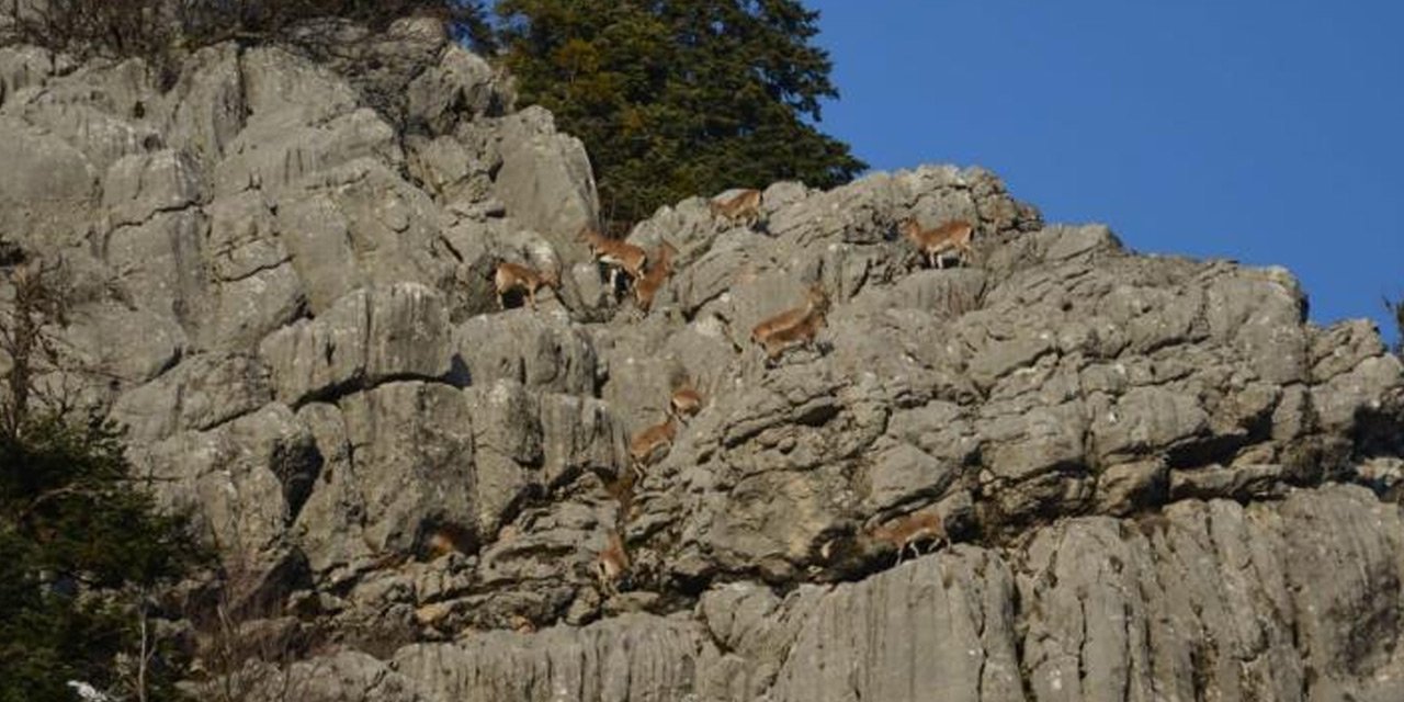 Kırmızı listede bulunan nesli tehdit altındaki dağ keçileri Konya'da görüntülendi