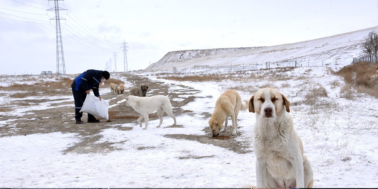 Konya'da sokak hayvanlarına Büyükşehir şefkati