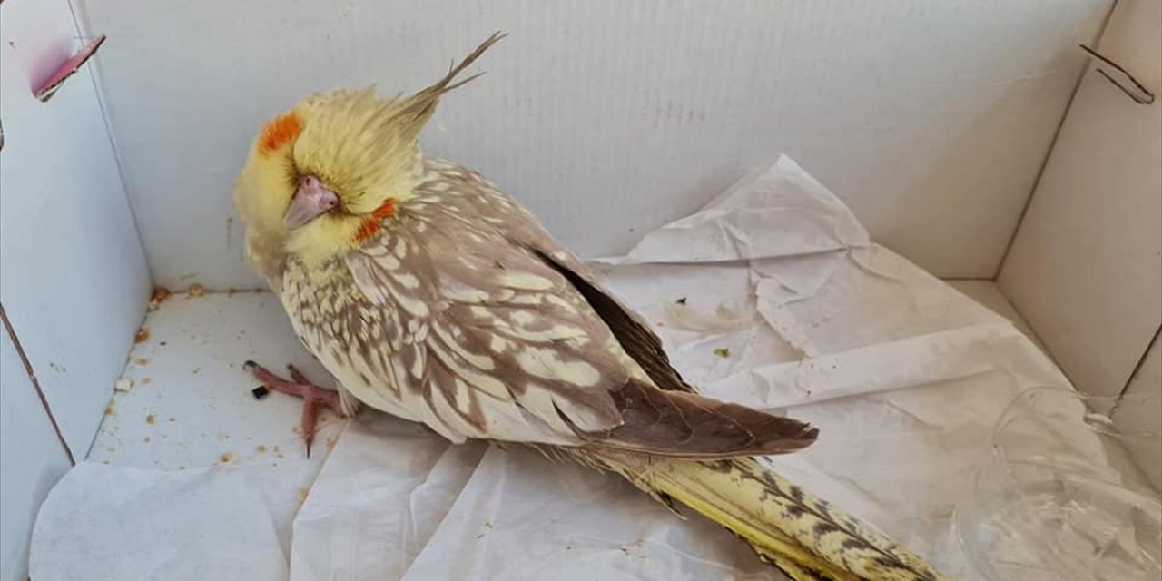 Konya'da yaralı sultan papağanı tedaviye alındı