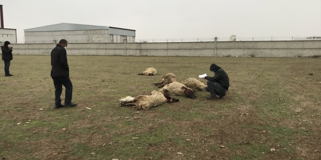 Konya'da boş arazide otlayan 26 koyun titreyerek telef oldu! Bazılarının karınları şişerek yarıldı