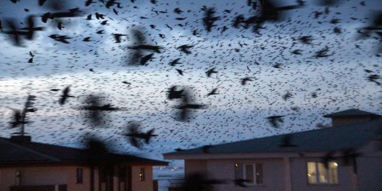 Kargalar kenti adeta istila etti! Bu kez gece ortaya çıktılar