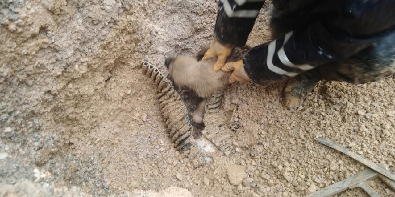 Konya’da yavru köpek, ızgarası çalınan rögara düştü, KOSKİ ekipleri seferber oldu