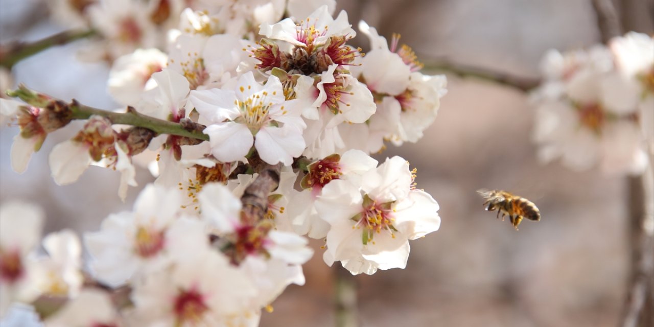 Konya'da ilkbaharın müjdecisi meyve ağaçları çiçek açtı