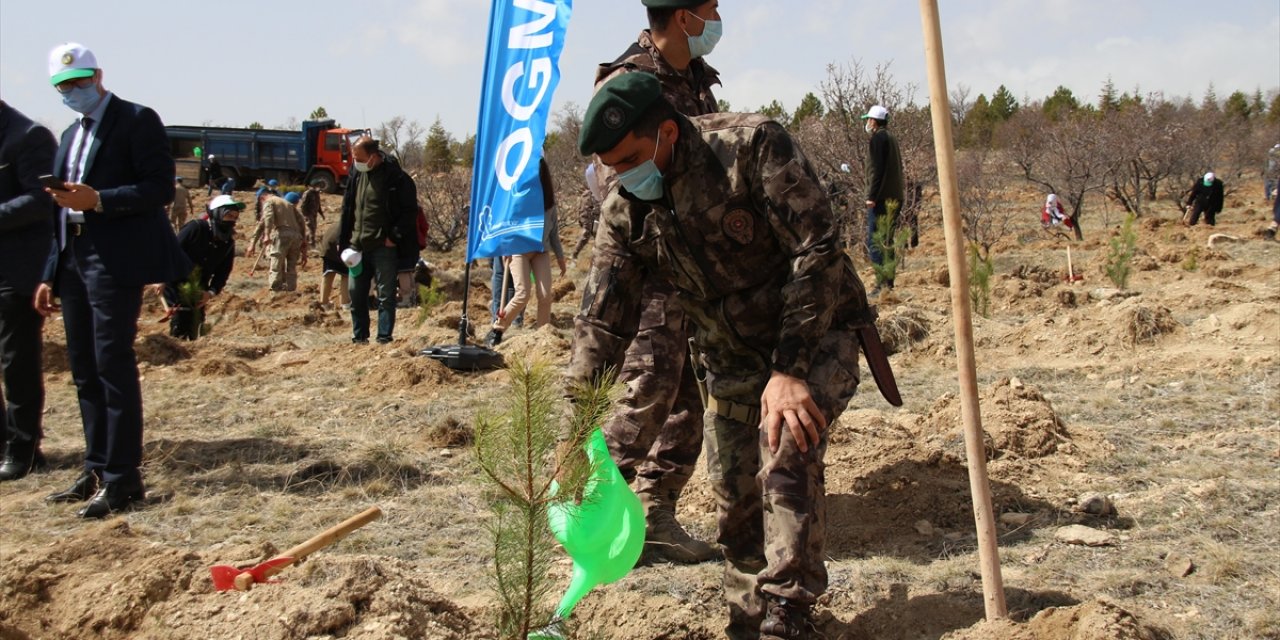 Konyalılara 20 bin karaçam ve sedir fidanını ücretsiz dağıtıldı
