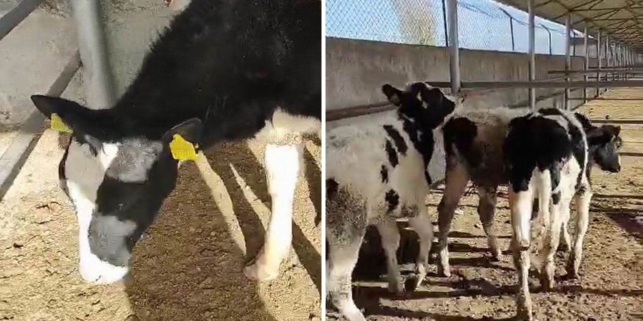 Ereğli’de kayıp inekleri jandarma bitkin halde buldu