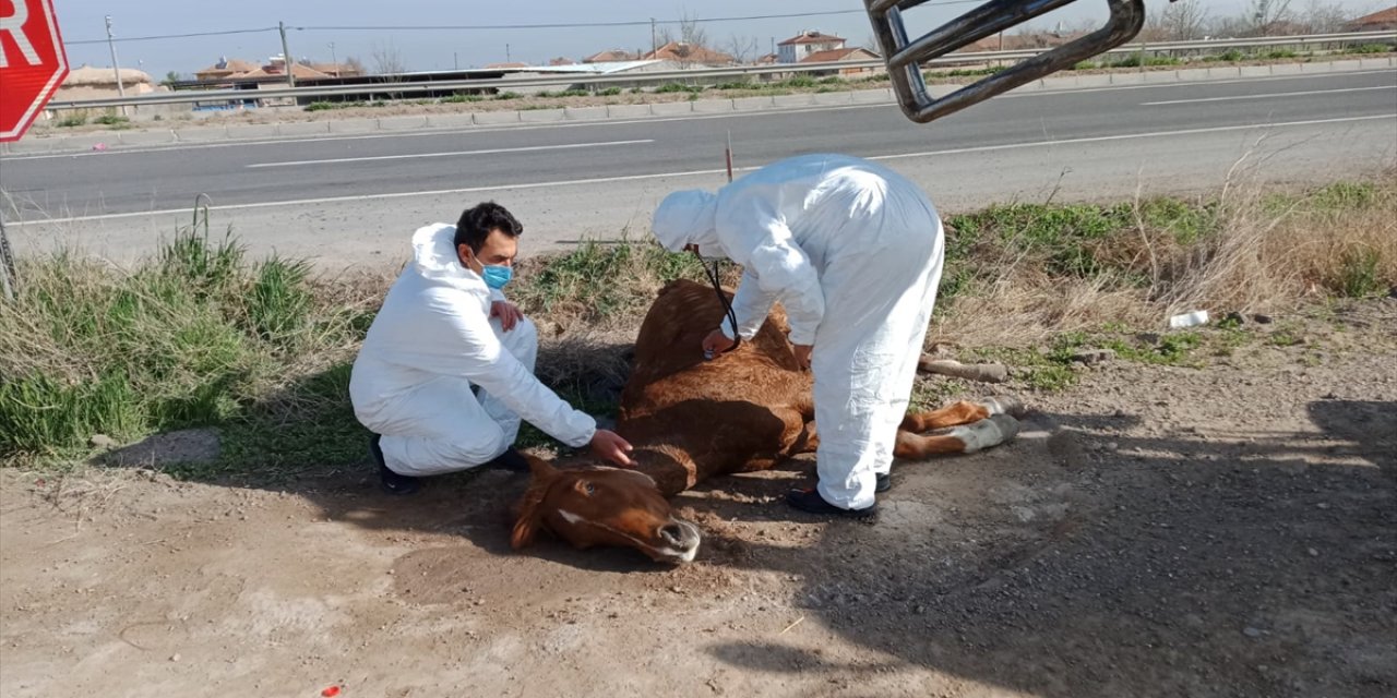 Konya yolunda otomobilin çarpmasıyla yaralanan at, hayvansever vatandaşın çabasıyla kurtarıldı