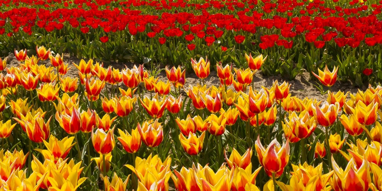 Konya'da 130 çeşit lalenin üretildiği tarlalar, renk cümbüşüyle gözleri kamaştırıyor