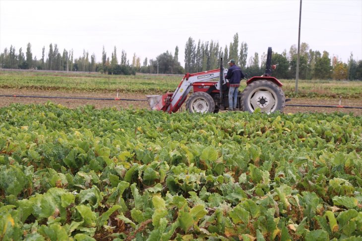 Şeker pancarına özel gübre, verimi artırdı