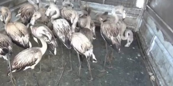Konya’da ‘flamingo’ operasyonu! Satışı yapılan 20 flamingoya el konuldu