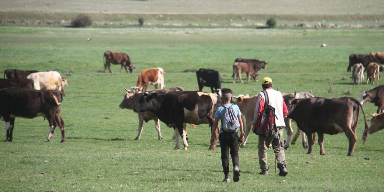 Konya'da besiciler yaylalarda mesaide