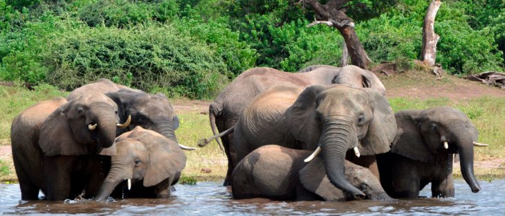 Botsvana'da şarbon salgınında 100 fil telef oldu