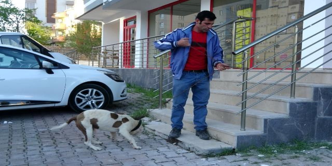 Yasakta sokağa çıkmak için yanlış köpeği seçti, cezadan kurtulamadı