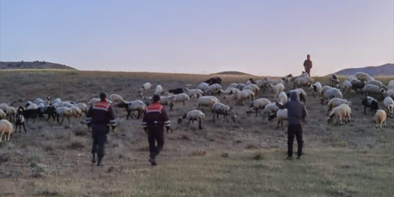 Kaybolan 190 koyun drone ile bulundu