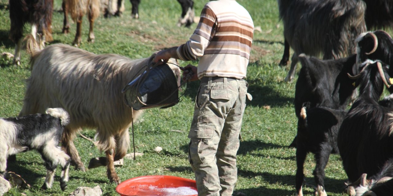 Konya'da besiciler kuraklık nedeniyle zor durumda! Hayvanların ihtiyaçları böyle gideriliyor