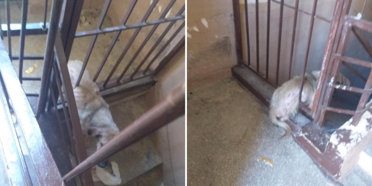 Konya’da köpek kurtarma operasyonu