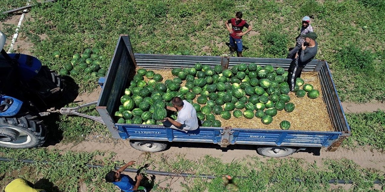 Hasadına başlanan Adana karpuzunun tarlada fiyatı ne kadar?