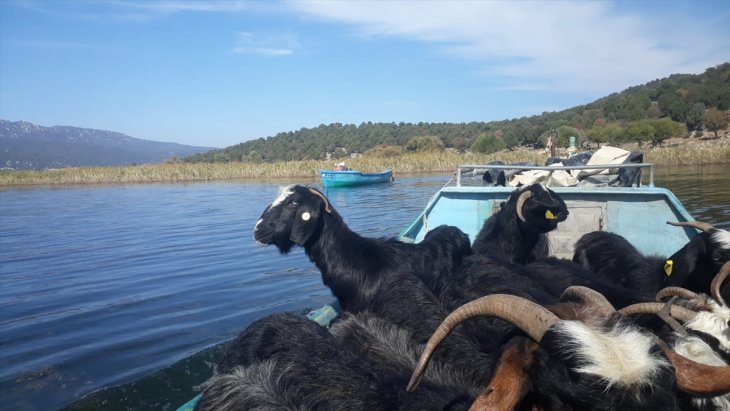 Keçi sürüleri adaya balıkçı tekneleriyle taşındı