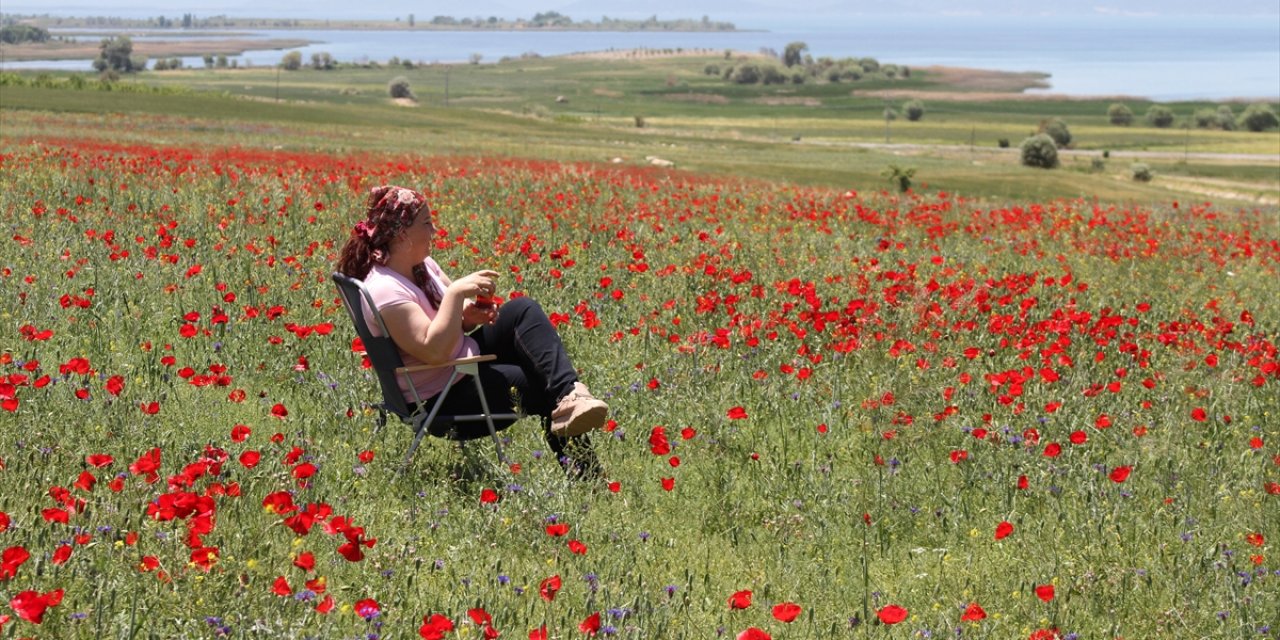 Konya'da gelincik tarlalarındaki görsel şölen fotoğraf karelerine yansıdı