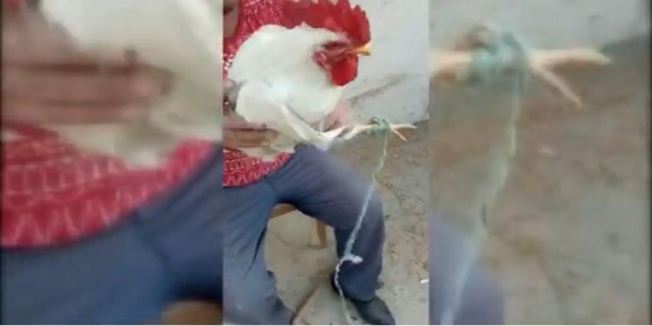 Konya’daki bu horozu gören de duyan da şaşkın: 'Anne' diye bağırıyor!