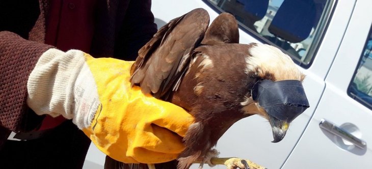 Konya’da göz kapakları dikilmiş ve bantlanmış saz delicesi bulundu