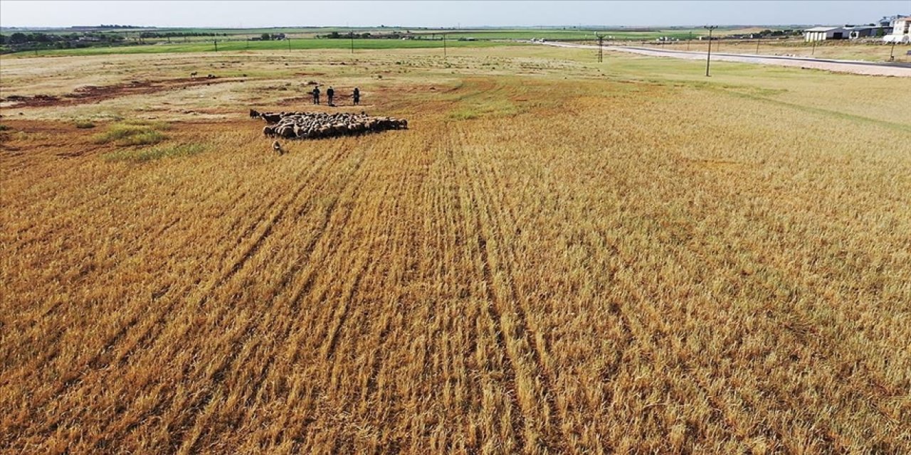 Meteoroloji yaşanan kuraklığı rakamlarla açıkladı