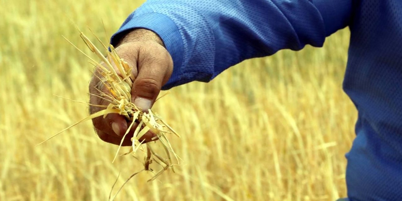 Konya Ovası’ndaki kuraklık cebi vuracak! Un, buğday ve yem fiyatlarında artış yaşanabilir