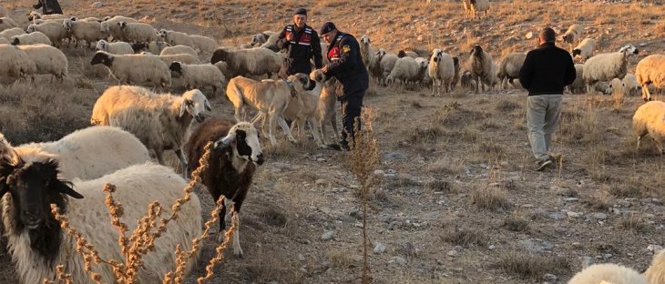 Konya'da kaybolan 251 koyunu jandarma buldu