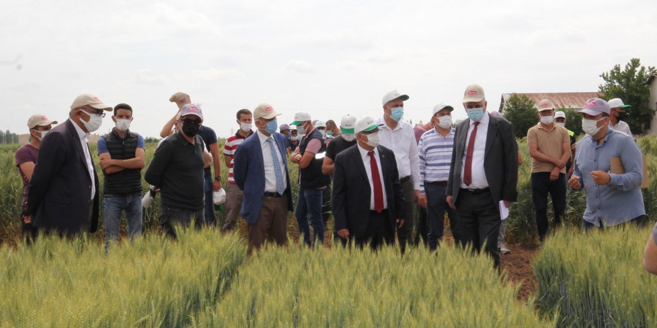 Konya Gıda ve Tarım Üniversitesi yerli ve milli buğday ıslahında sona yaklaştı