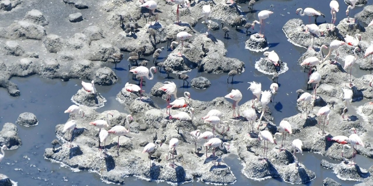 Tuz Gölü'nde ilk kez görüntülendi! Eşsiz kareler