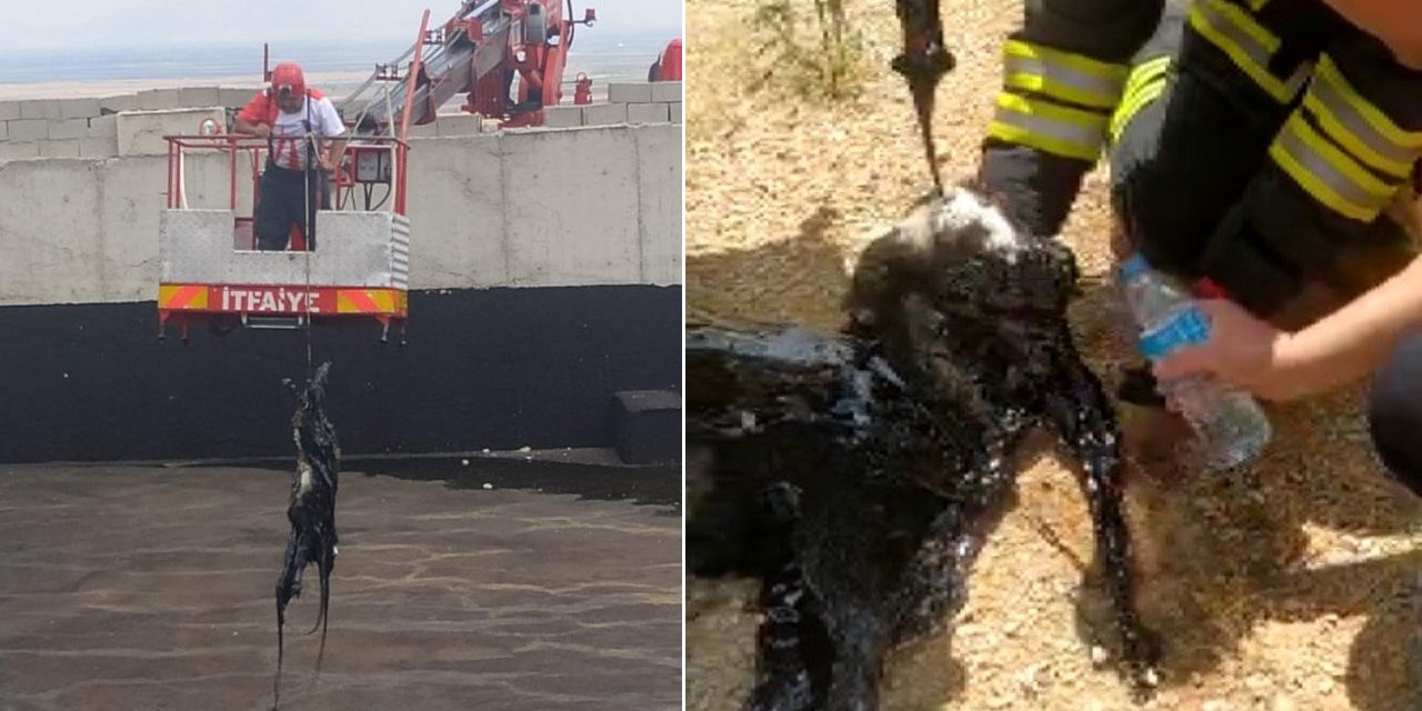 Konya'da asfalt hammadde havuzuna düşen keçiyi itfaiye kurtardı