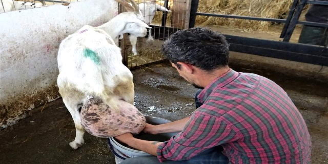 Beslediği keçi süt rekoru kırınca sahibi de şaşkına döndü