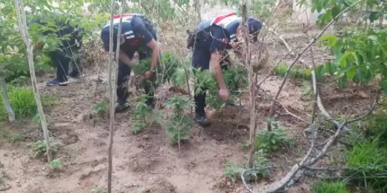 Konya’da bağ evine uyuşturucu baskını! Hem esrar hem ekili kenevir bulundu