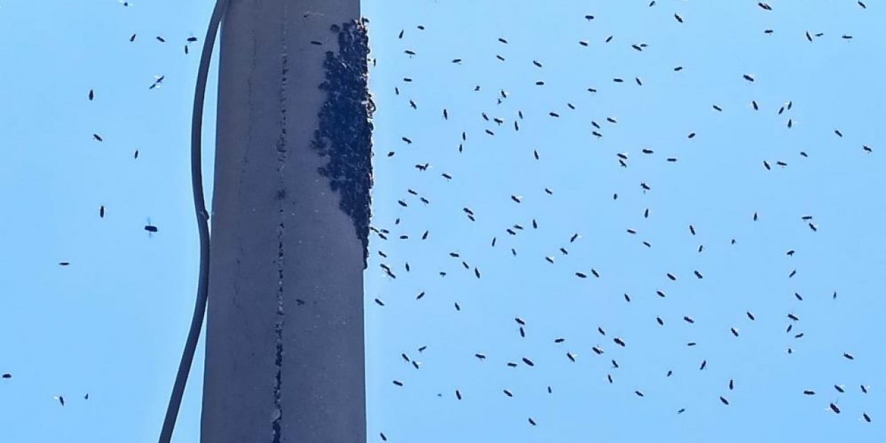 İşlek caddedeki elektrik direğini saran arılar vatandaşlara panik yaşattı