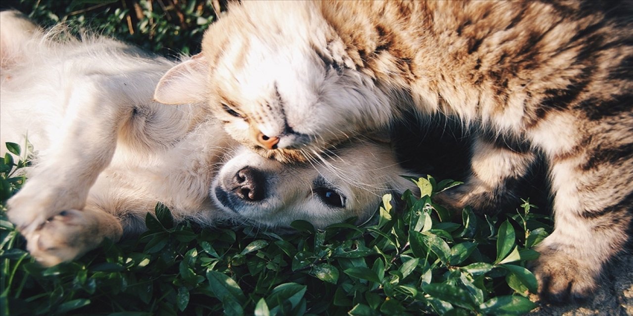 Yeni araştırma! Kovid-19 evcil kedi ve köpeklerde yaygın görülüyor