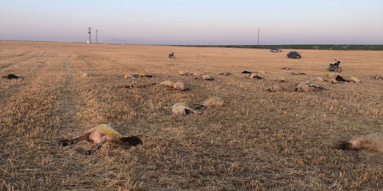 Kurban Bayramı öncesi meraya çıkardığı hayvanları tek tek telef oldu! Tam 164 koyun