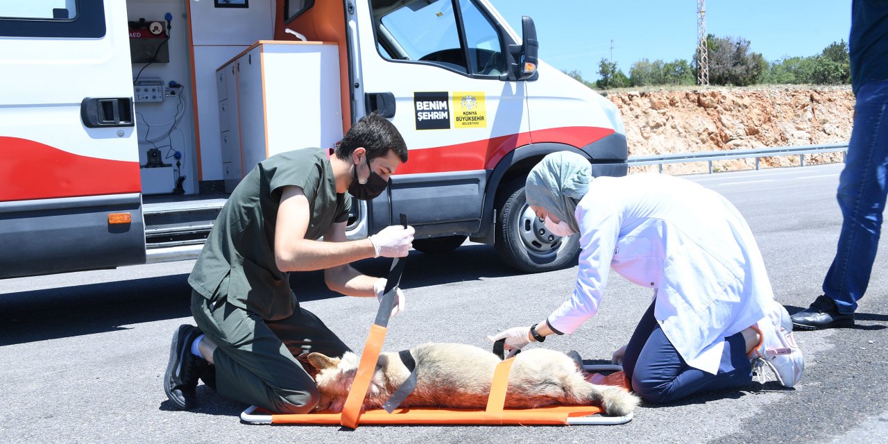 Konya’da yaralı sokak hayvanları 'Canbulan' ile hayata tutunuyor