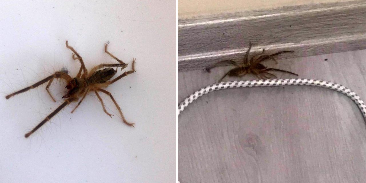 Konya’da bir evin yatak odasında ortaya çıktı, bölge halkı panikte!