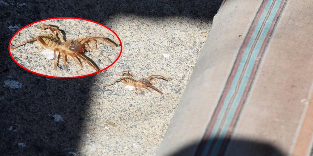 Bu kez Konya’nın başka bir ilçesinde görüldü! Gören de duyan da tedirgin