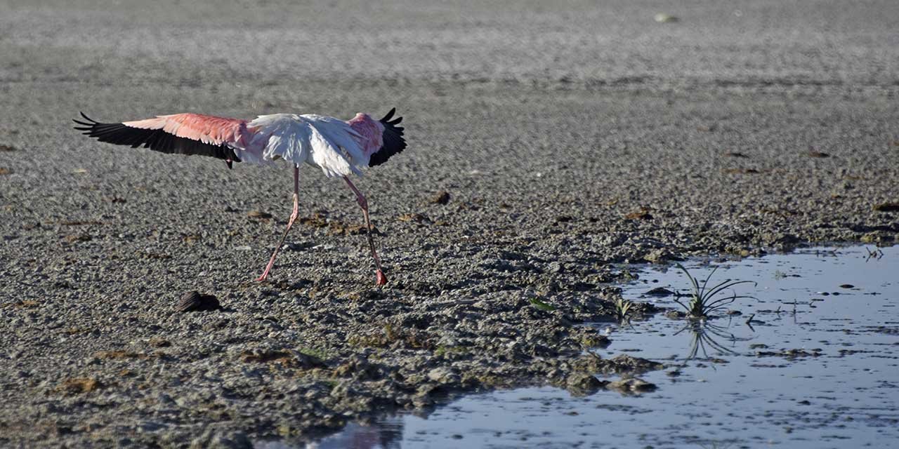 Tuz Gölü’ndeki acı tablo: Ölümlerden sonra flamingolar Tuz Gölü’ne gelmeyebilir