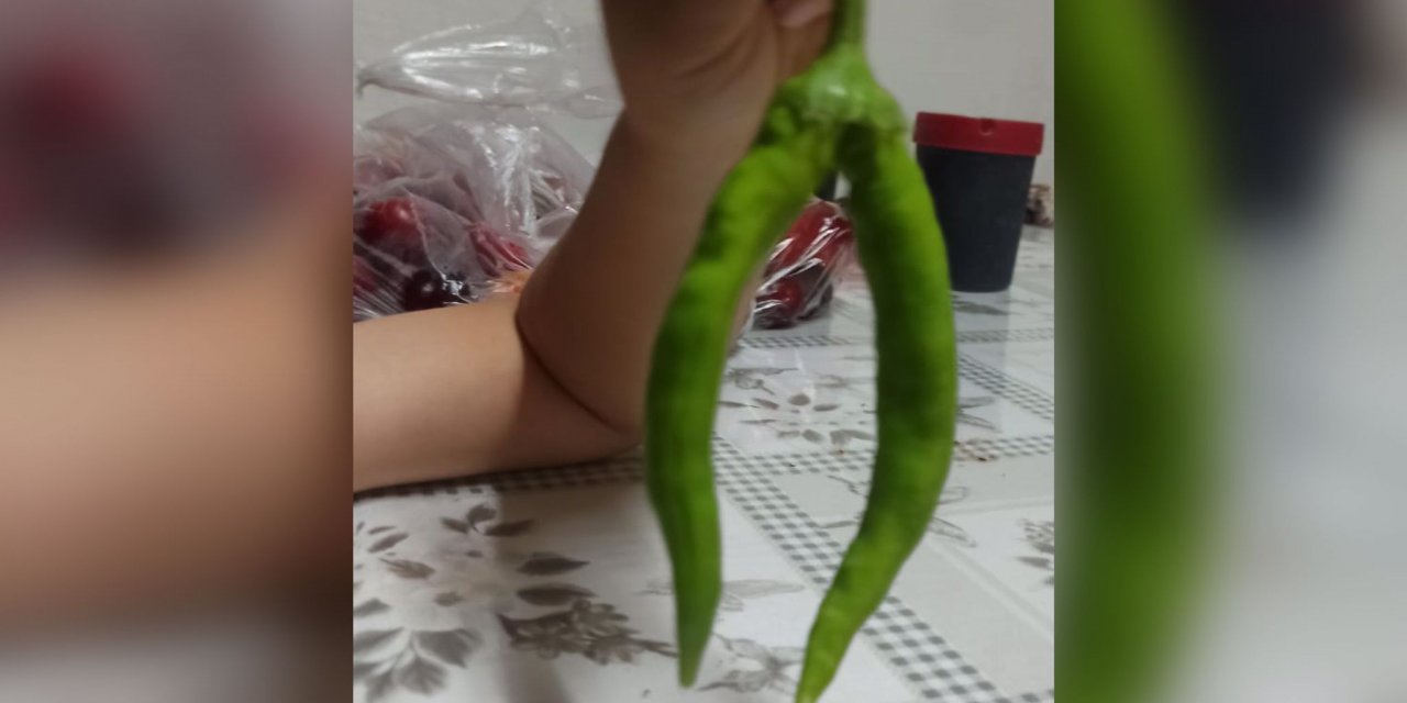 Gören şaşkın! Konya’da çift başlı biber yetişti