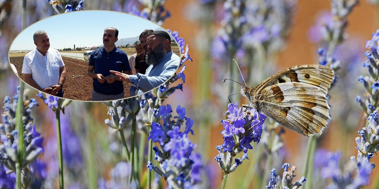 Konya’nın lavanta diyarı oldu! Başkan Altay bugün o ilçede inceleme yaptı