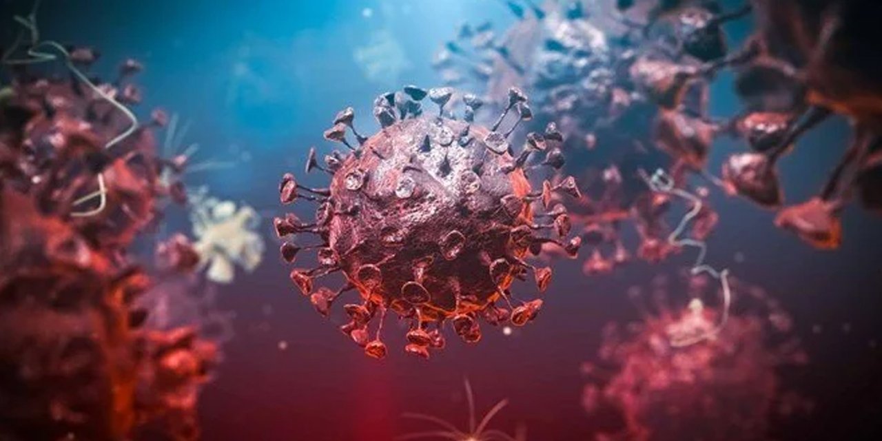 Yarasalarda yeni bir koronavirüs keşfedildi
